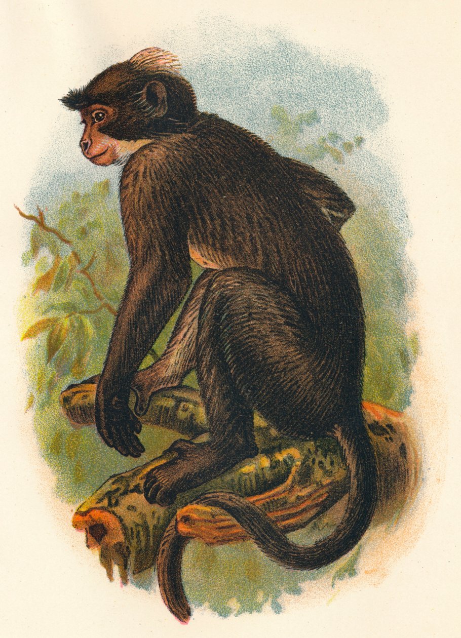 White Crowned Mangabey, 1897 av Henry Ogg Forbes