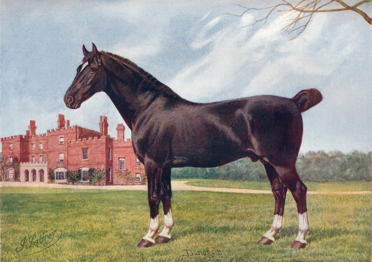 Hackney hingst Danegelt, c1905 c1910 av Henry Powell Palfrey