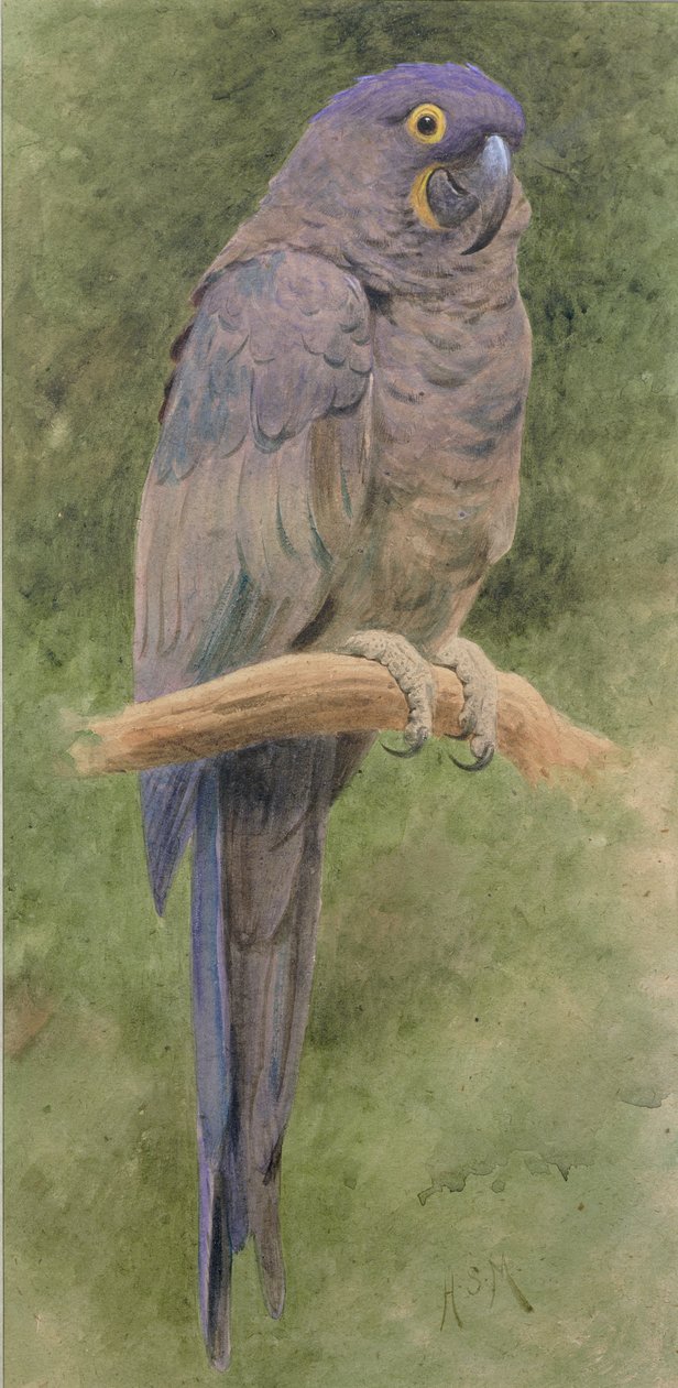 Hyacinth Macaw (wc forhøyet med hvitt på papir) av Henry Stacey Marks