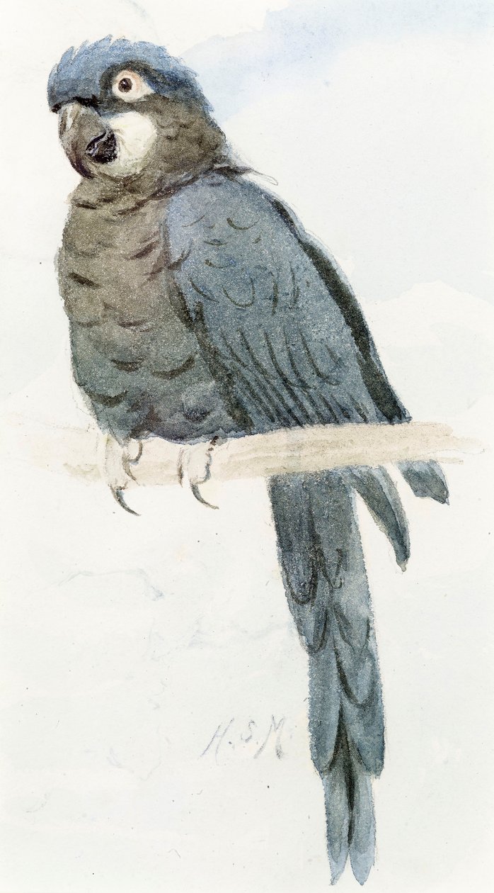 Hyacinth Macaw, ca. 1890 av Henry Stacey Marks