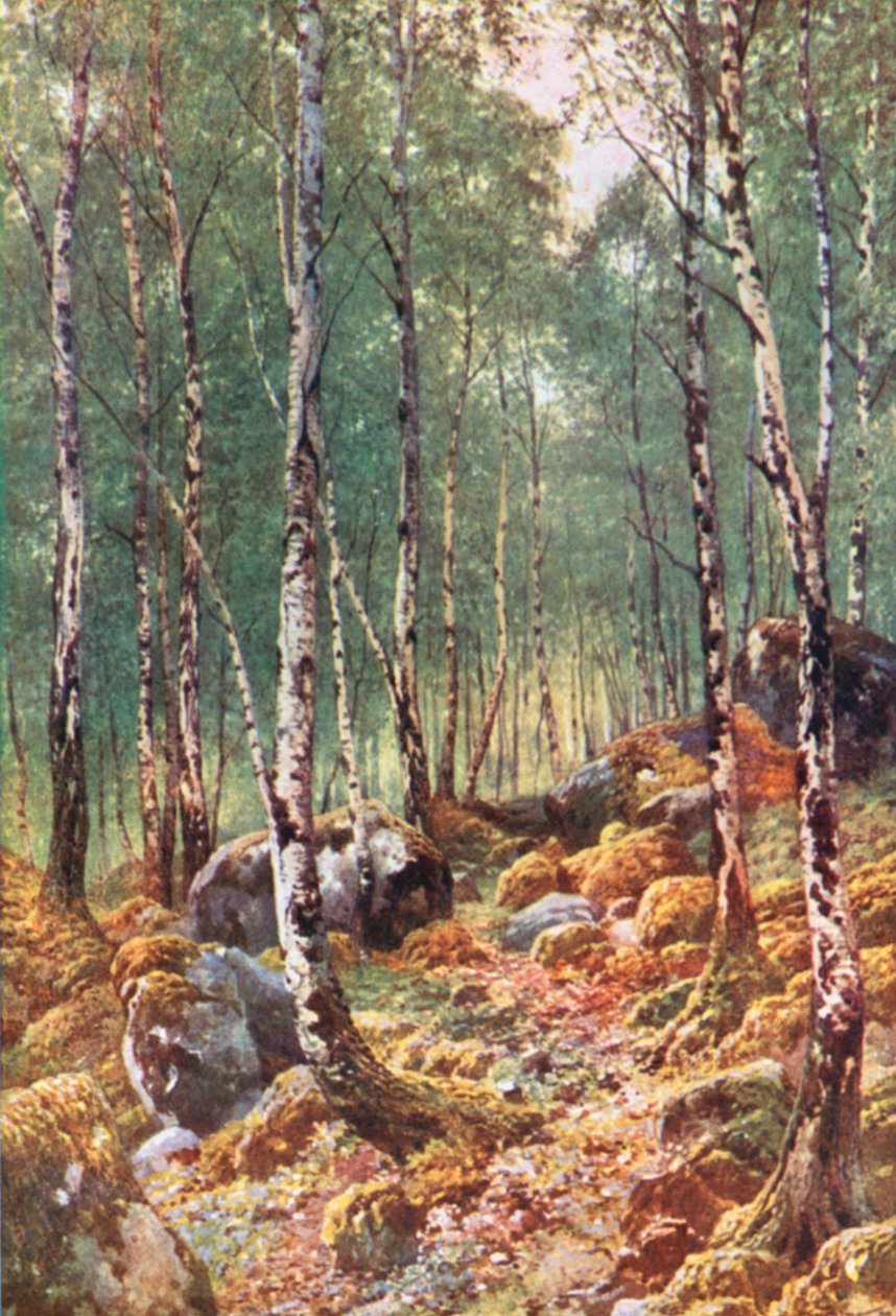 En bjørkeskog om våren, ved Loch Maree, Ross-Shire (fargelitografi) av Henry Sutton Palmer