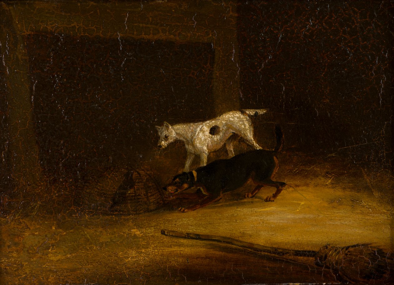 To terriere prøver å få tak i en rotte i en felle, ca. 1805-51 (olje på panel) av Henry Thomas (follower of) Alken