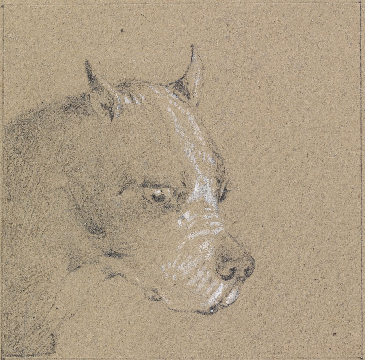 Hode og skuldre av en bokserhund, høyre profil av Henry Thomas Alken