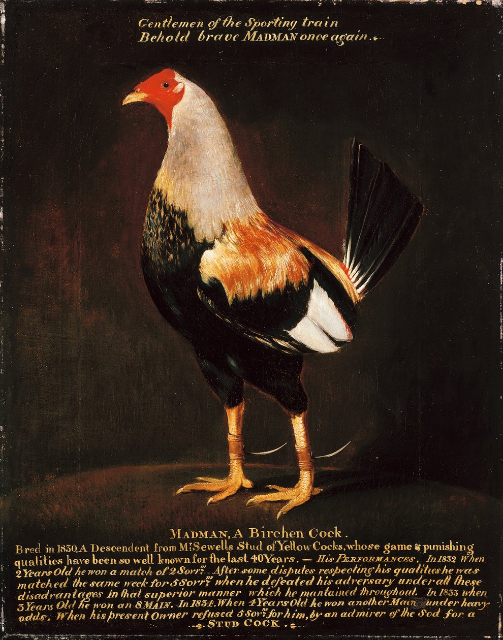 Madman, a Birchen Cock (olje på lerret) av Henry Thomas Alken
