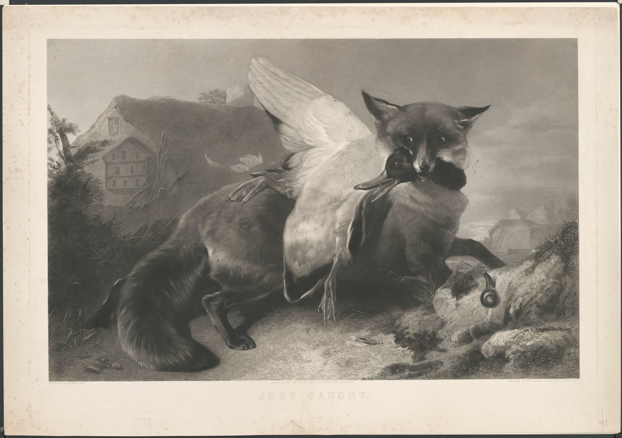 Nettopp fanget: en rev har stjålet en and. Til R. Ausdell. Med adresse til Gambart av Henry Thomas Ryall