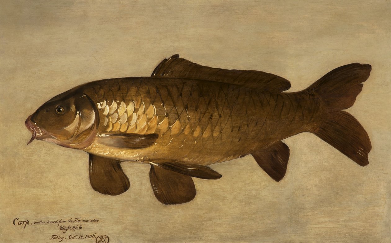 Karpe, 1806 av Henry Thomson