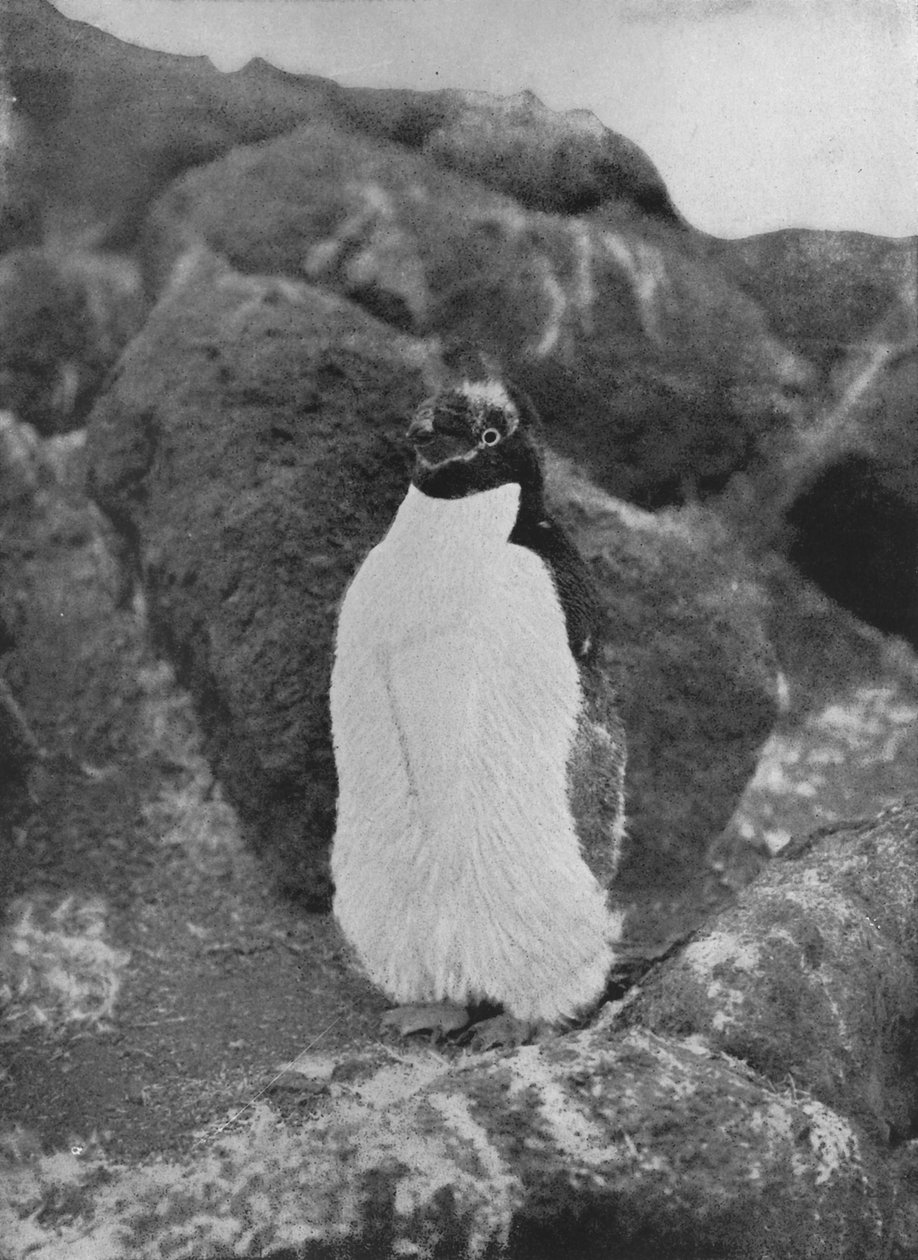 A moulting Penguin, c1911, 1913 av Herbert Ponting