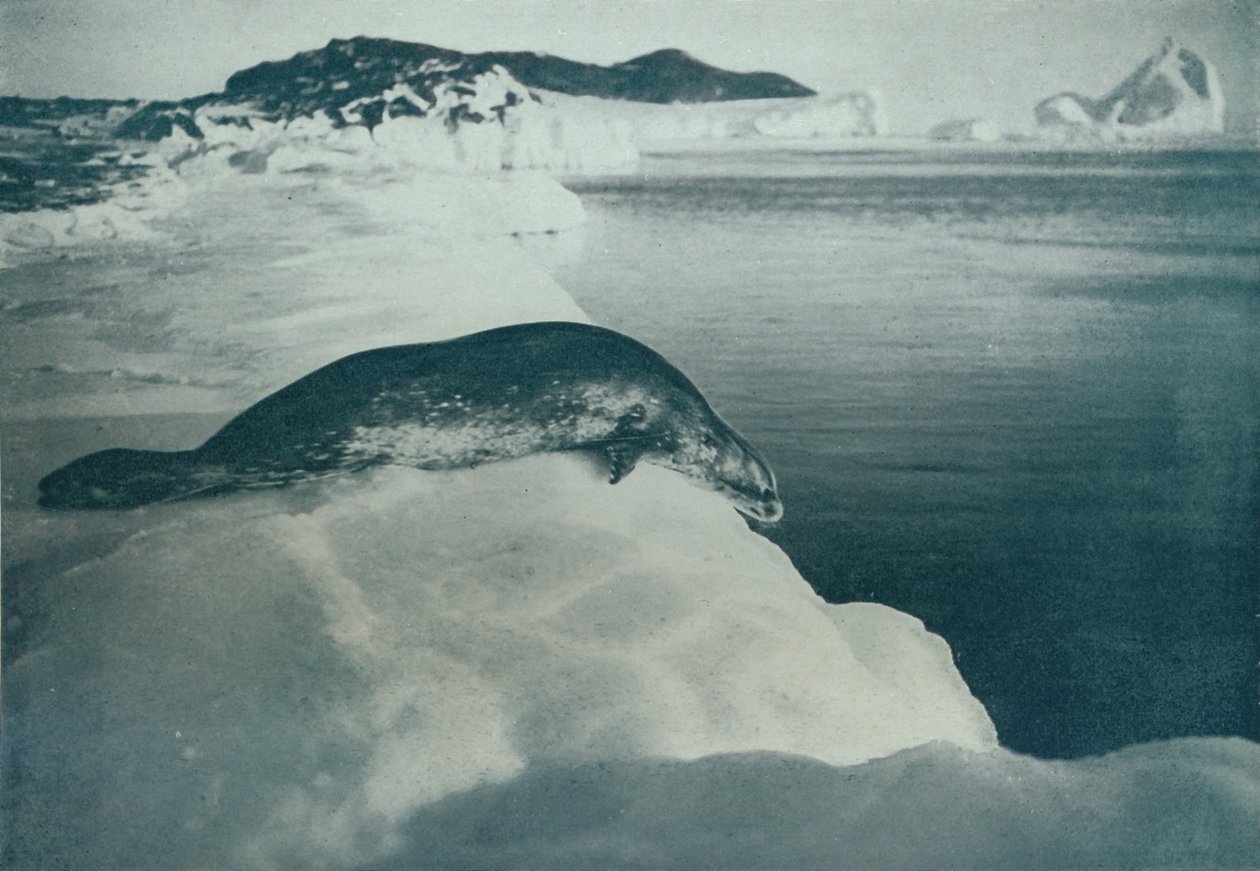 A Weddell Seal About To Dive, c1911, 1913 av Herbert Ponting