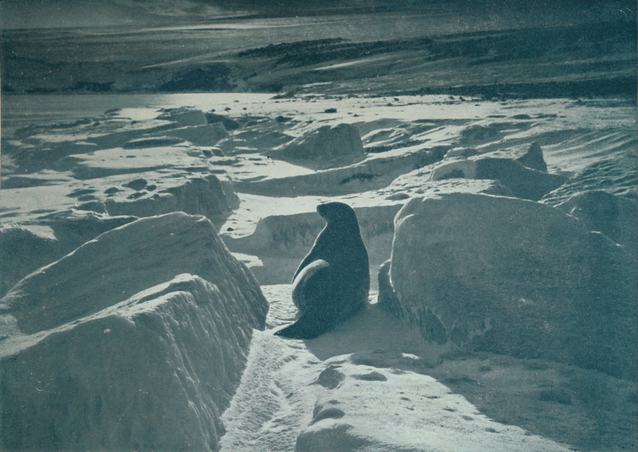A Weddell Seal On The Beach, c1911, 1913 av Herbert Ponting
