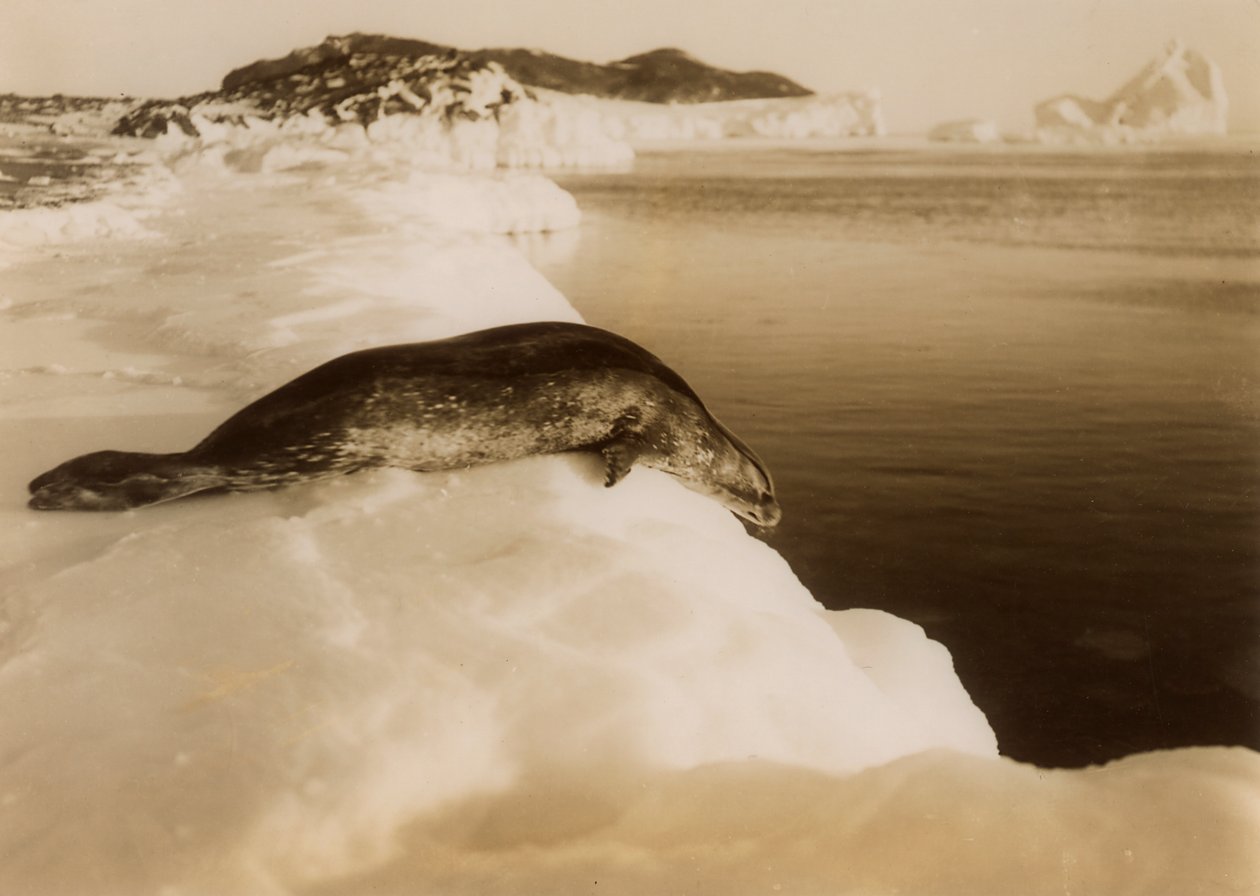En weddell-sel i ferd med å dykke ved West Beach, Cape Evans, Antarktis, 1911. av Herbert Ponting
