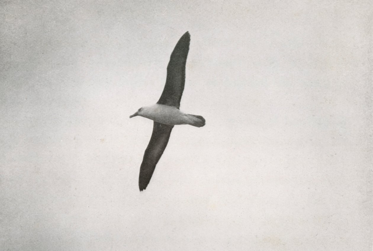 Albatross Soaring, c19101913, 1913 av Herbert Ponting