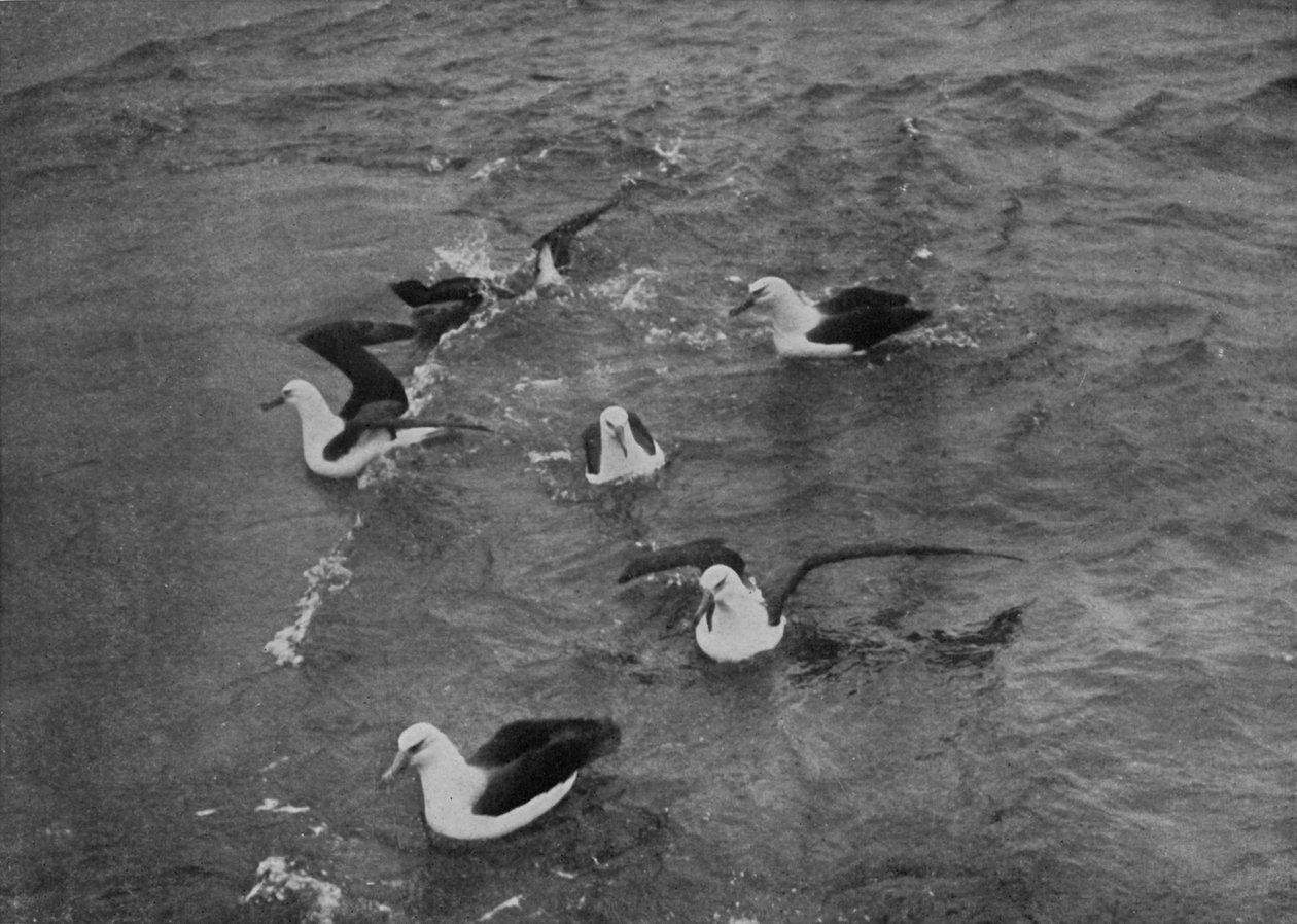 Albatrosser som søker i kjølvannet av Terra Nova, c19101913, 1913 av Herbert Ponting
