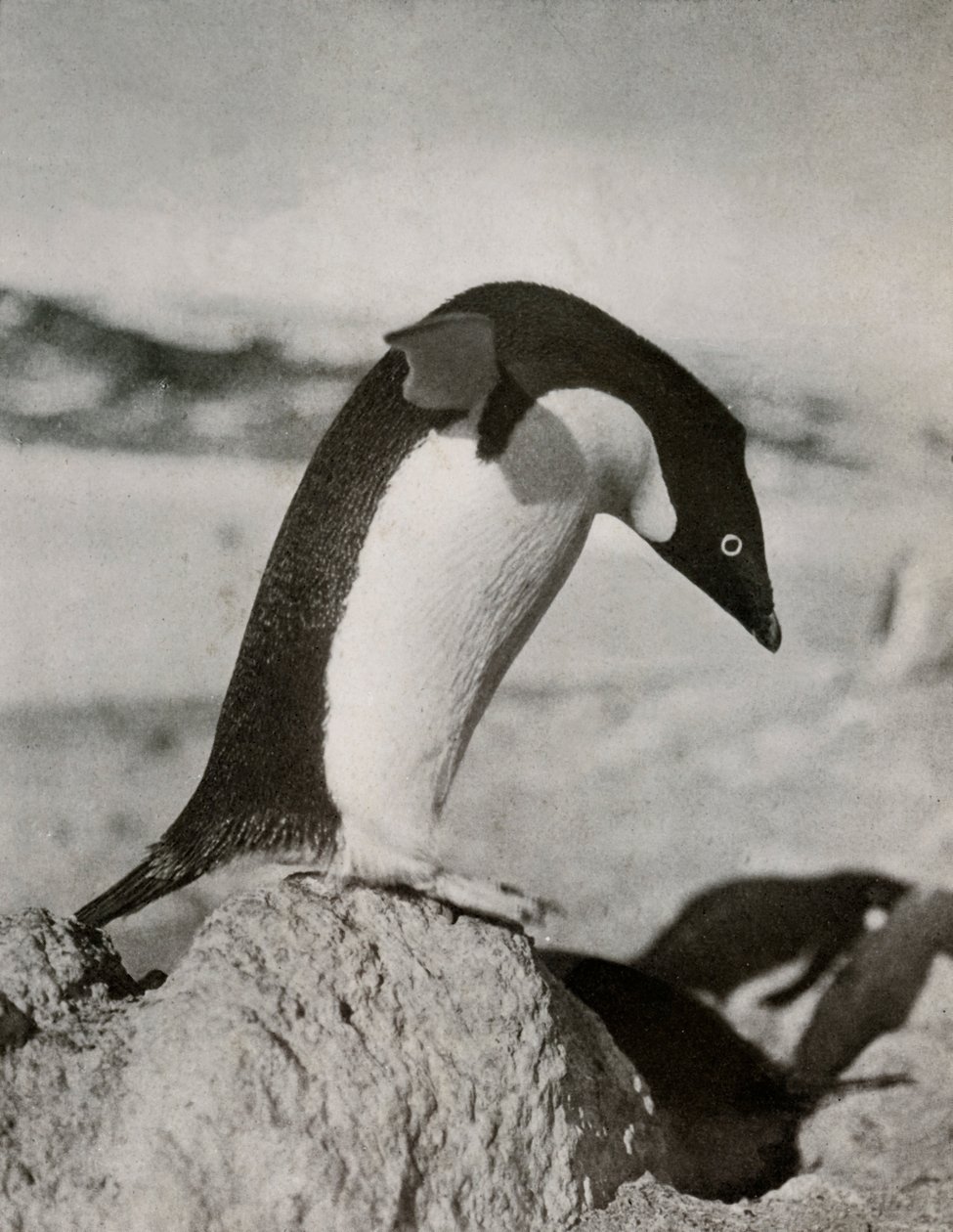 An Adélie Penguin About To Dive, c19101913, 1913 av Herbert Ponting