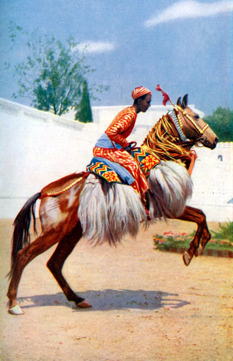 En arabisk dansende hest, Udaipur, India, 1922. av Herbert Ponting