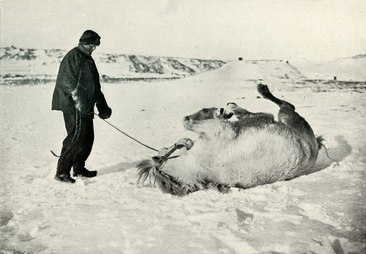 Cherry-Garrard gir ponnien sin Michael A Roll in the Snow, c1911, 1913 av Herbert Ponting