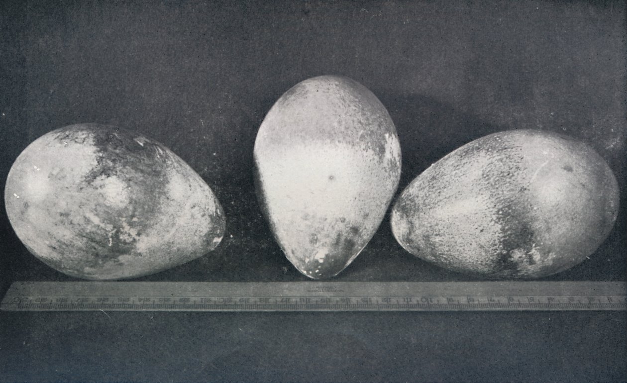 Emperor Penguins Eggs fra Cape Crozier, 1911, 1913 av Herbert Ponting