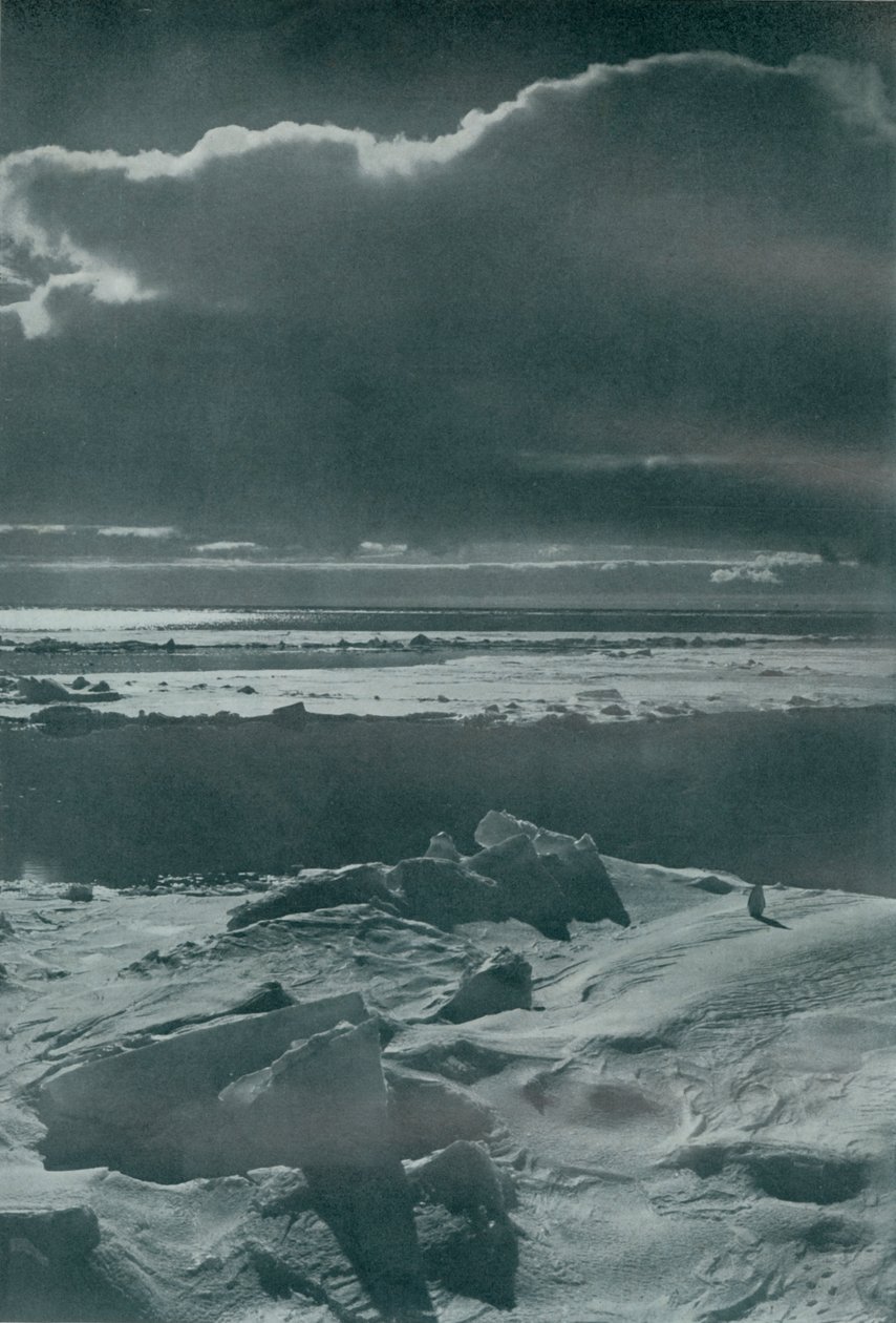 Kveldsscene i flokken, c19101913, 1913 av Herbert Ponting
