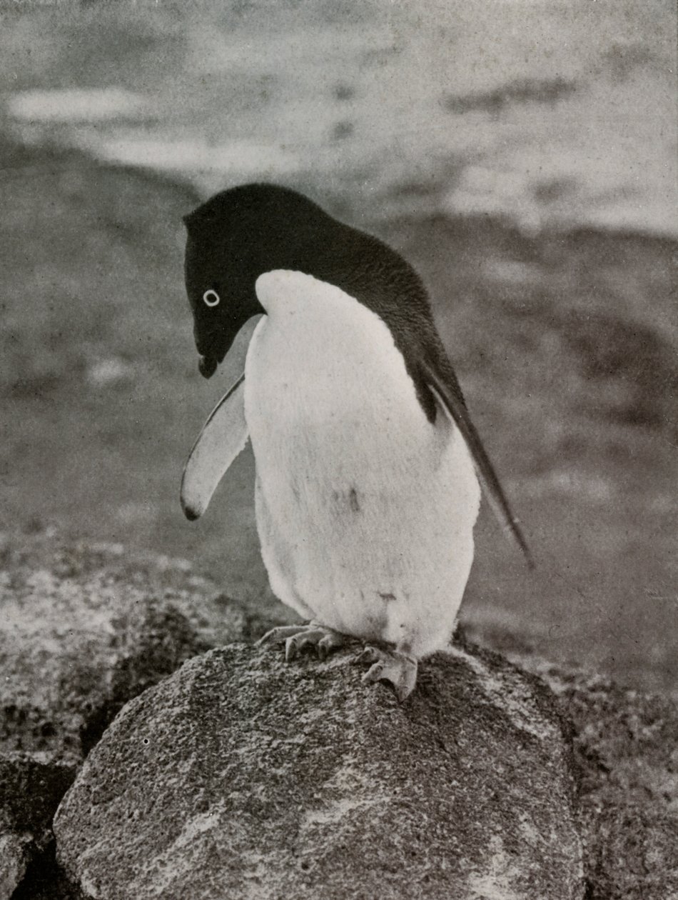 I Dont Care What Becomes Of Me, c19101913, 1913 av Herbert Ponting