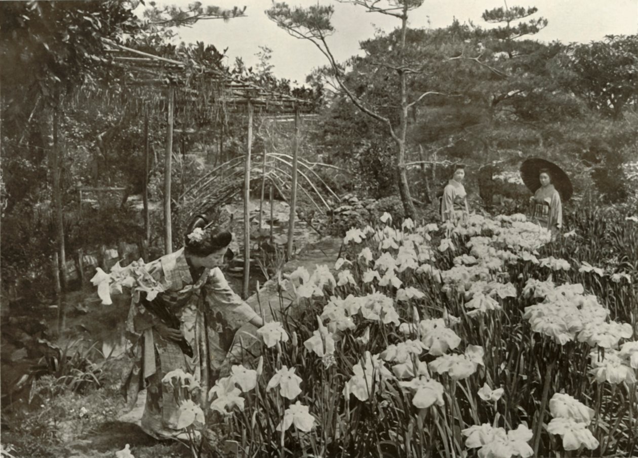 I An Iris Garden, 1910. av Herbert Ponting