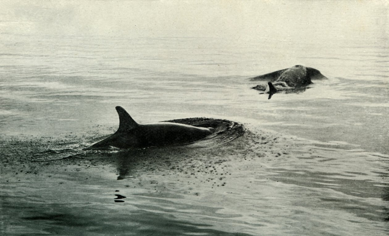 Spekkhoggere stiger for å blåse, c19101913, 1913 av Herbert Ponting