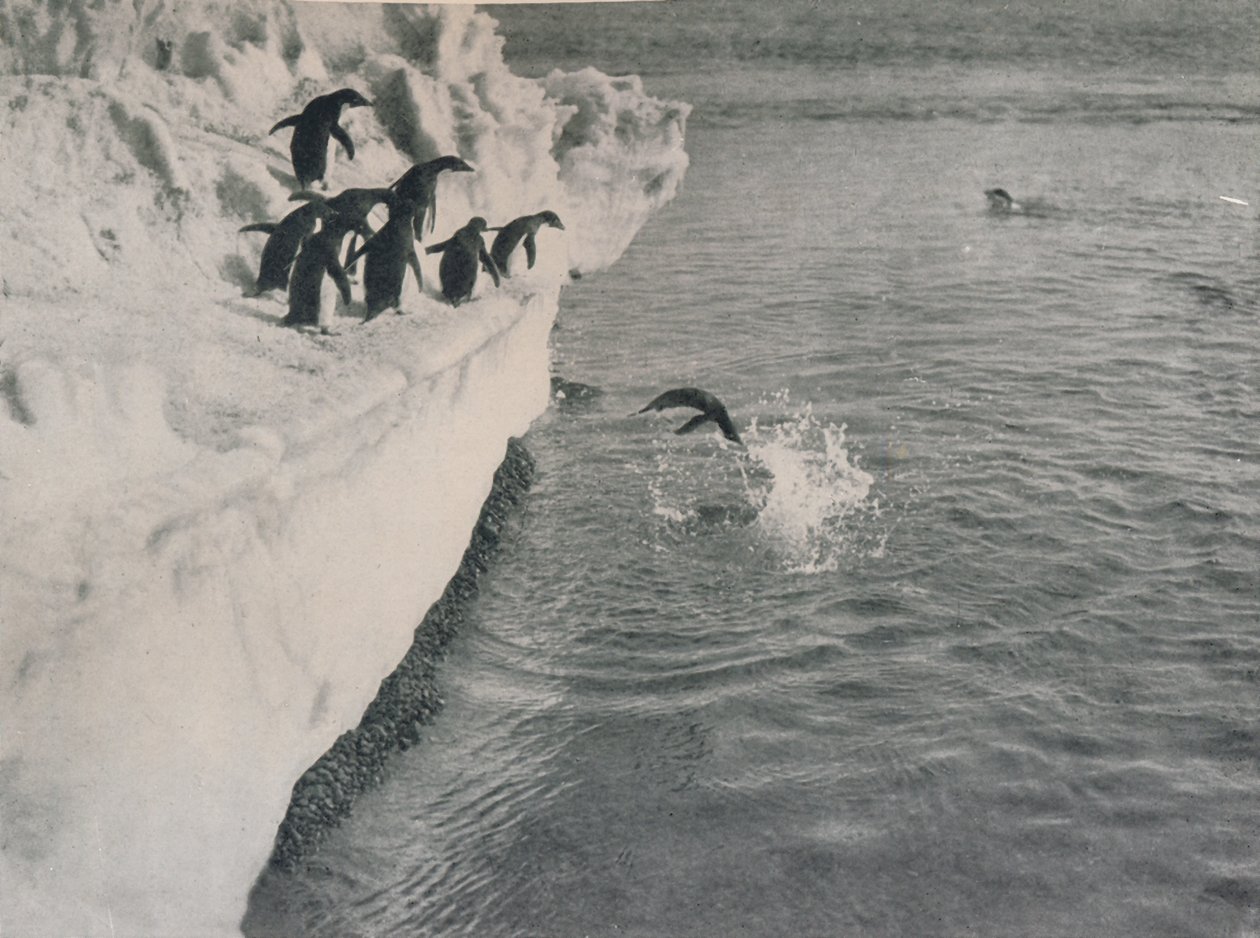 Penguins Diving, c1911, 1913 av Herbert Ponting