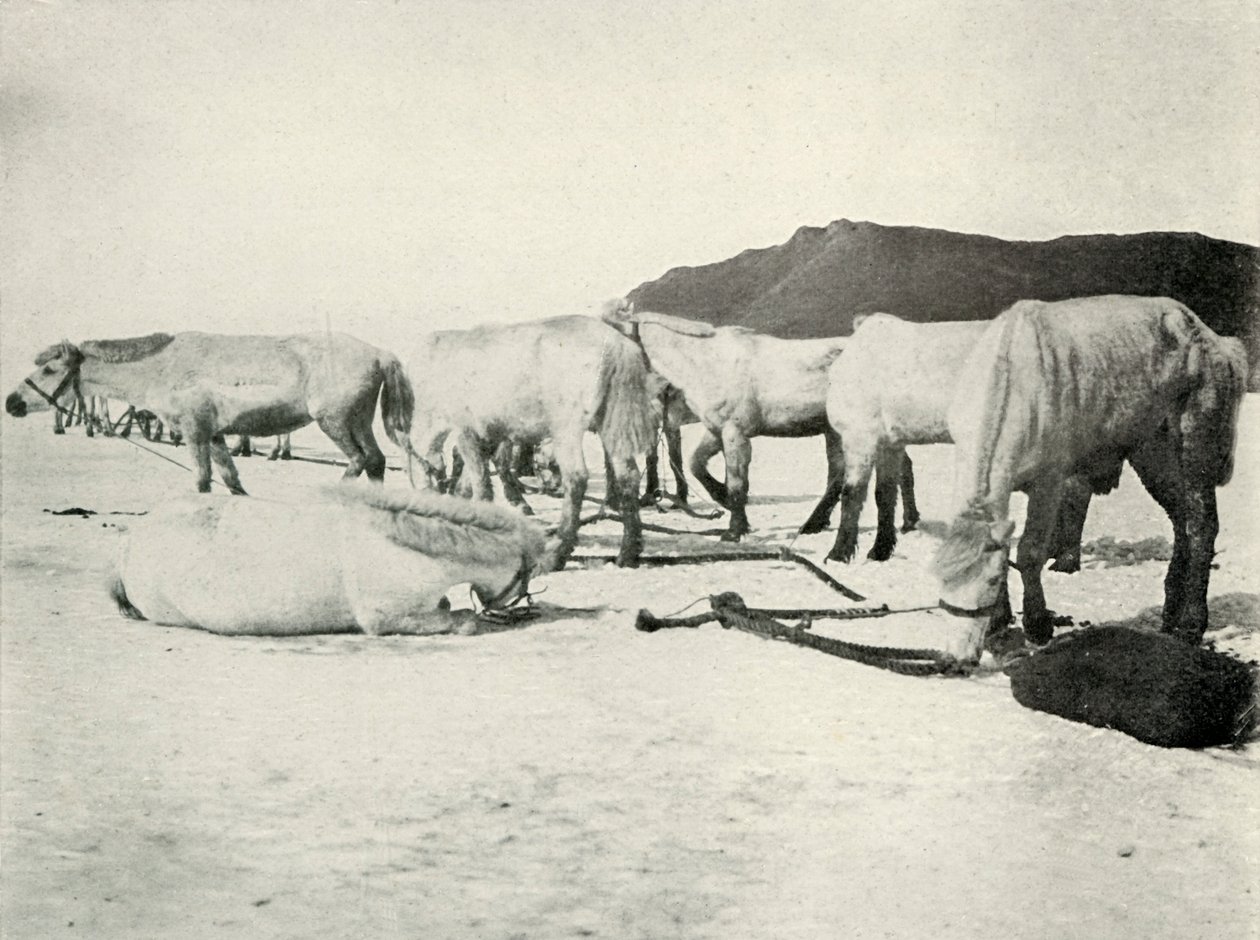 Ponnier bundet ut på sjøisen, c19101913, 1913 av Herbert Ponting
