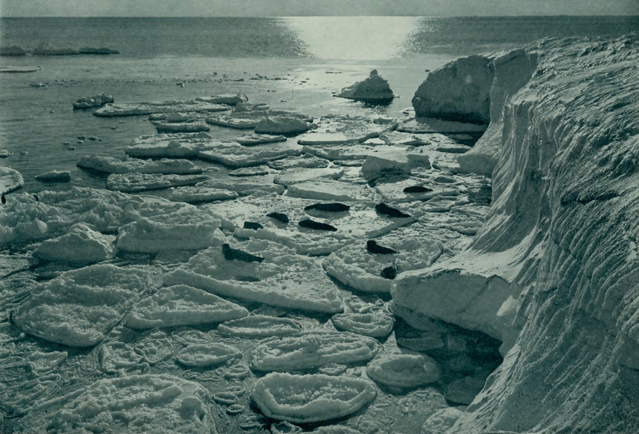 Seler som soler seg på nydannet pannekakeis utenfor Cape Evans, c19101913, 1913 av Herbert Ponting