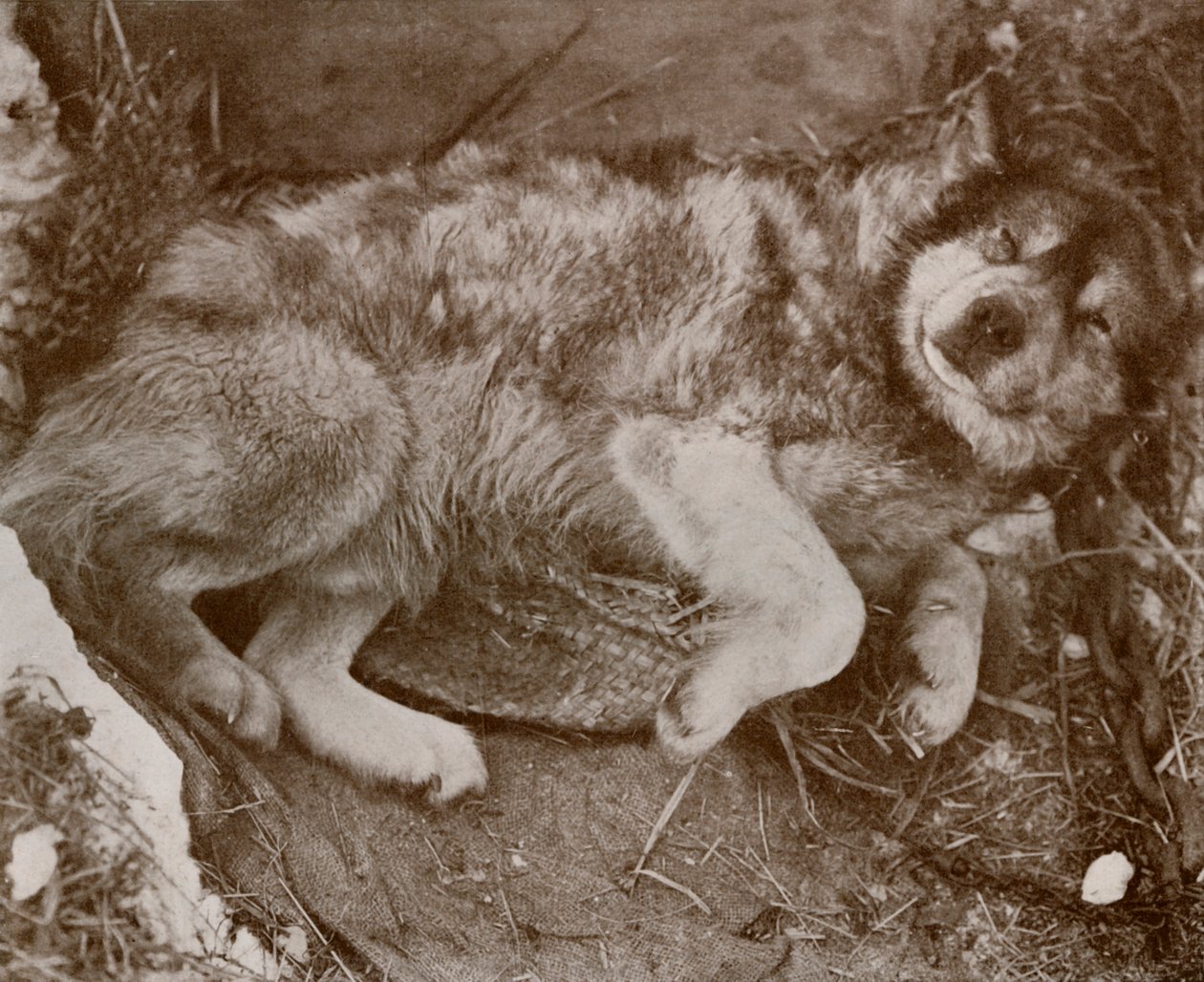 Stareek Malingering, c19101913, 1913 av Herbert Ponting