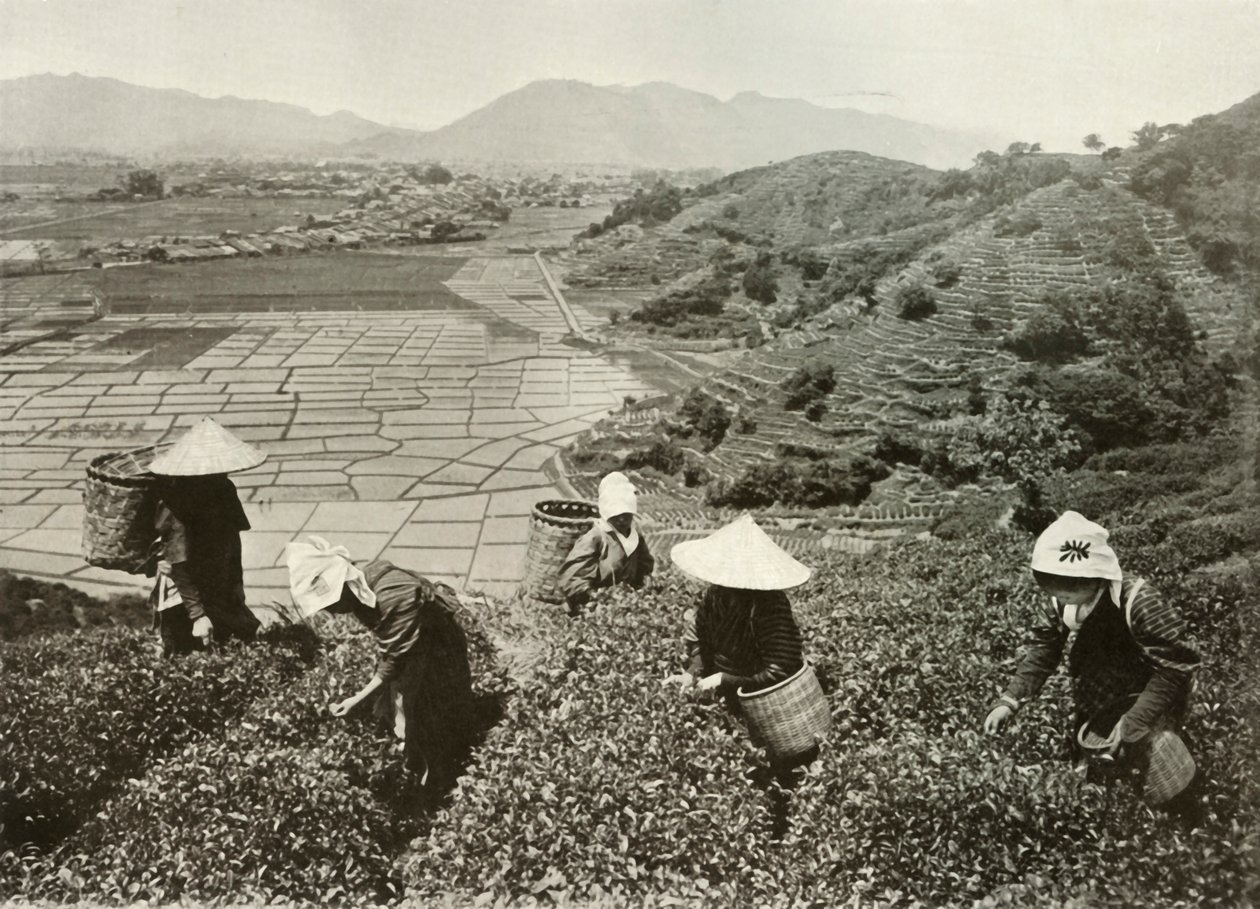 Tea on the Hills og Rice on the Plains, 1910. av Herbert Ponting