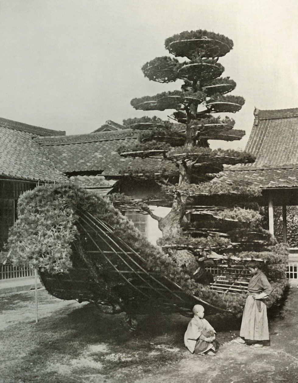 Pine-Tree Junk ved Kinkakuji, 1910. av Herbert Ponting
