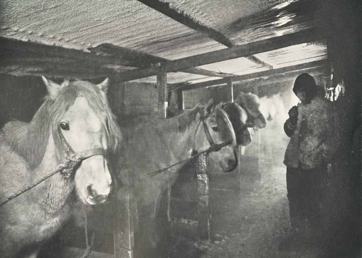 Stallen om vinteren, c19101911, 1913 av Herbert Ponting