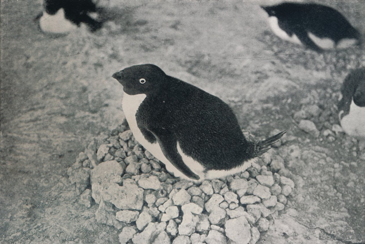 Denne pingvinen har en flittig kompis, c1911, 1913 av Herbert Ponting