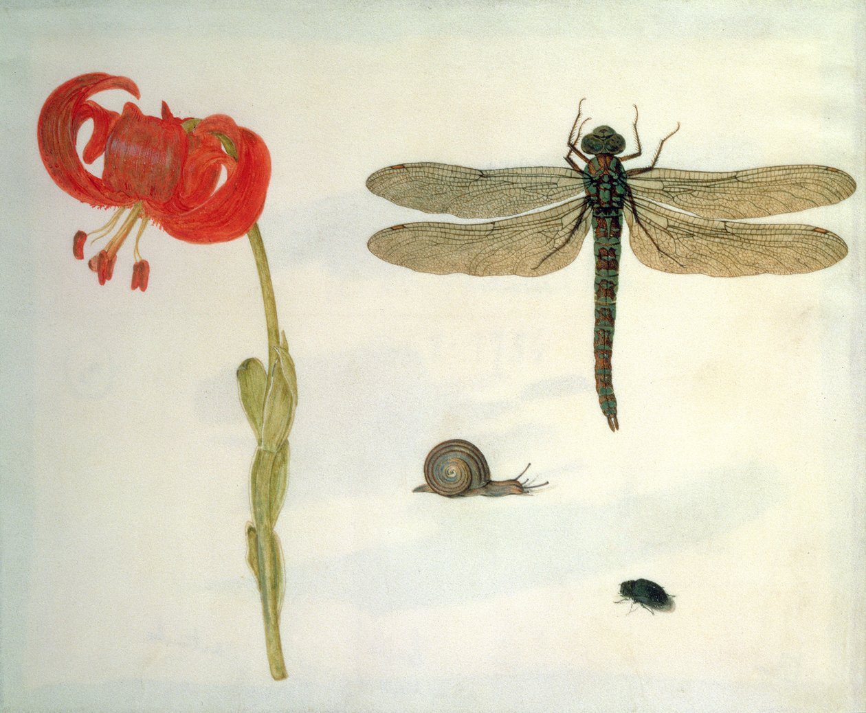 Studie av en rød tigerlilje, en snegl, en bille og en øyenstikker (gouache på vellum) av Herman Henstenburgh
