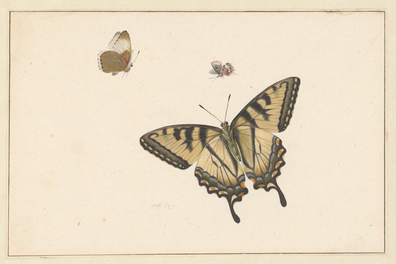 Tre sommerfugler (akvarell og gouache) av Herman Henstenburgh