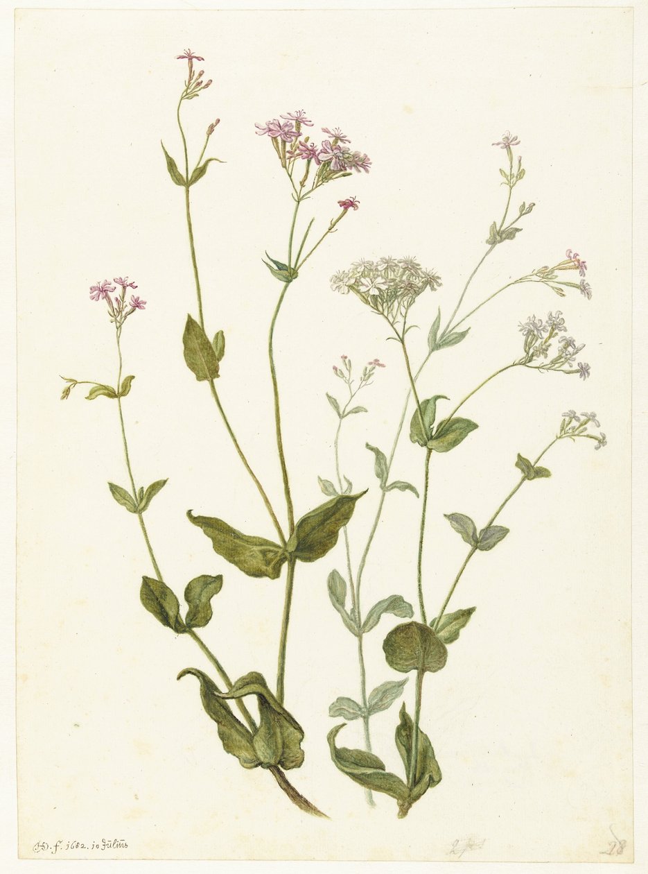 Blære Senna og Sticky Catchfly Rode en witte Viscaria av pekanjer av Herman Saftleven