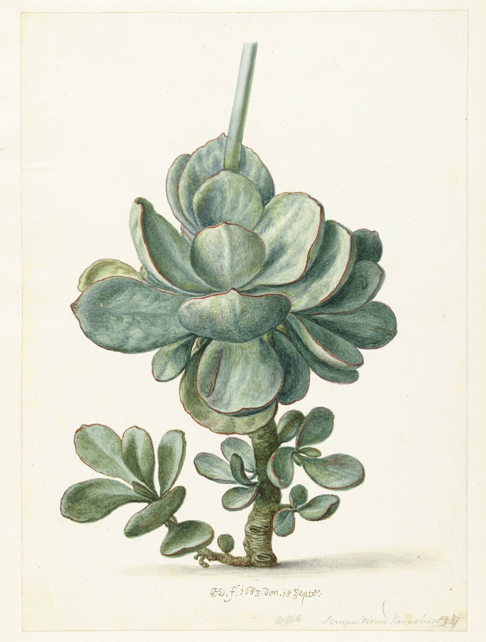 Sukkulent plante (Cotyledon orbiculata?) av Herman Saftleven