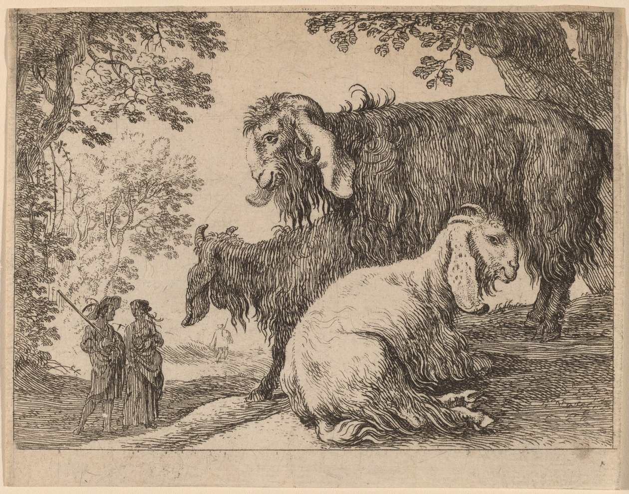 Angorasau av Herman van Swanevelt