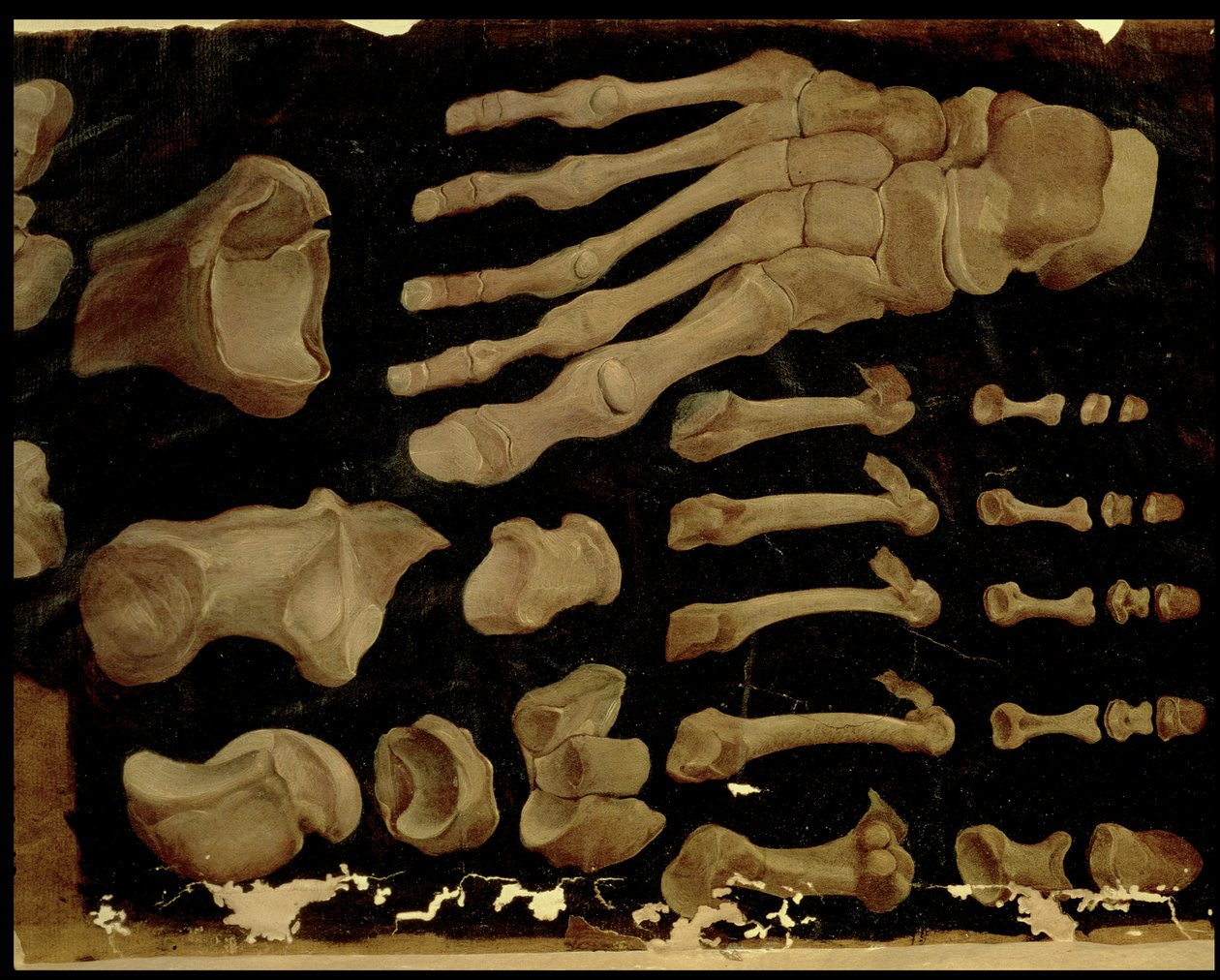 Anatomisk tegning av beinene i foten av Hieronymus Fabricius ab Aquapendente
