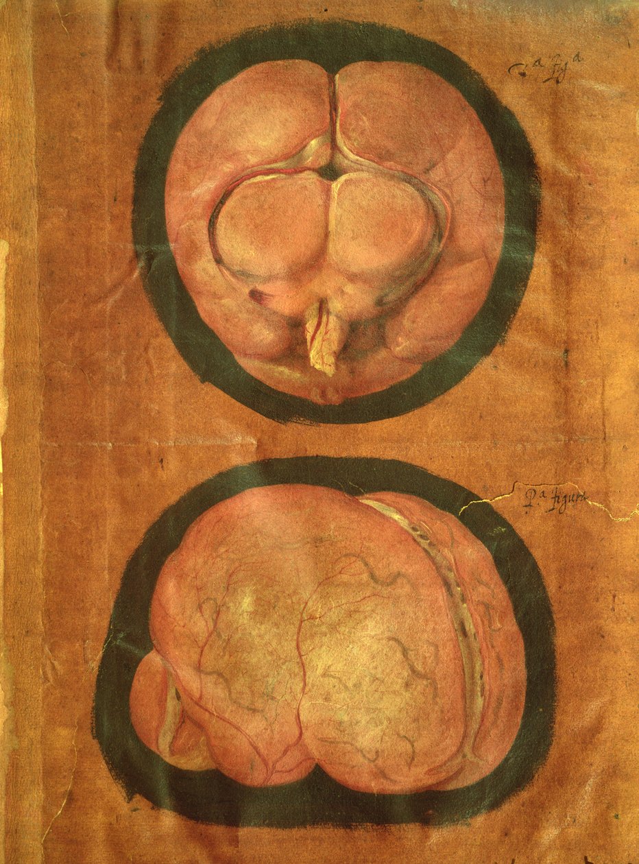 Anatomisk tegning av den menneskelige hjerne av Hieronymus Fabricius ab Aquapendente