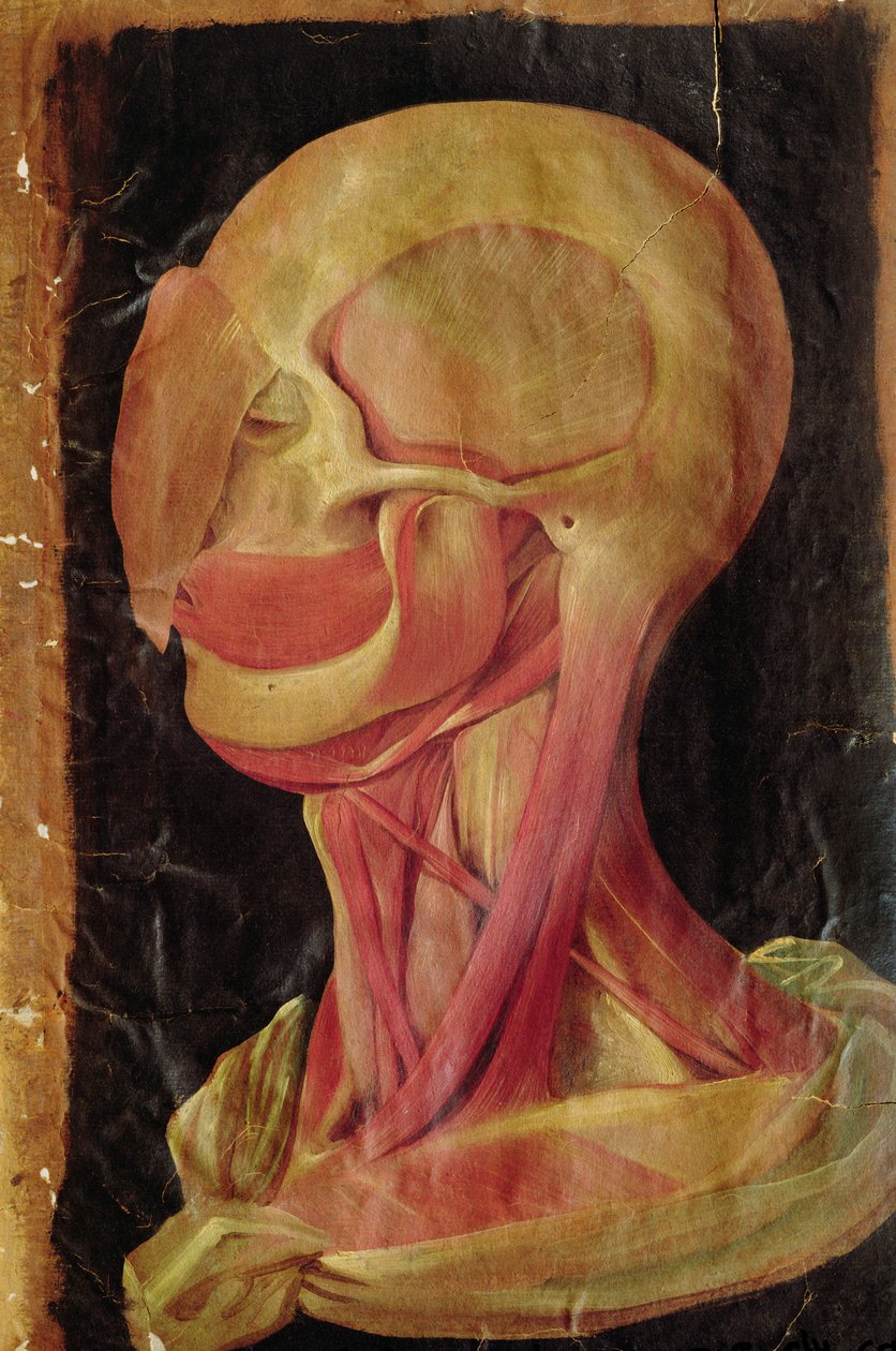 Anatomisk tegning av menneskets hode av Hieronymus Fabricius ab Aquapendente