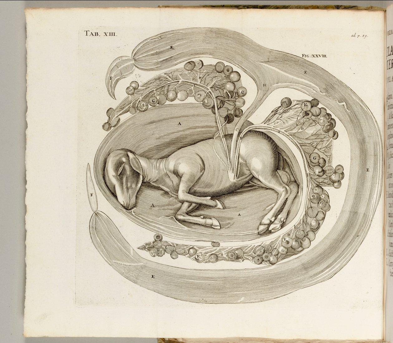Et dyr i livmoren, 1738 av Hieronymus Fabricius ab Aquapendente