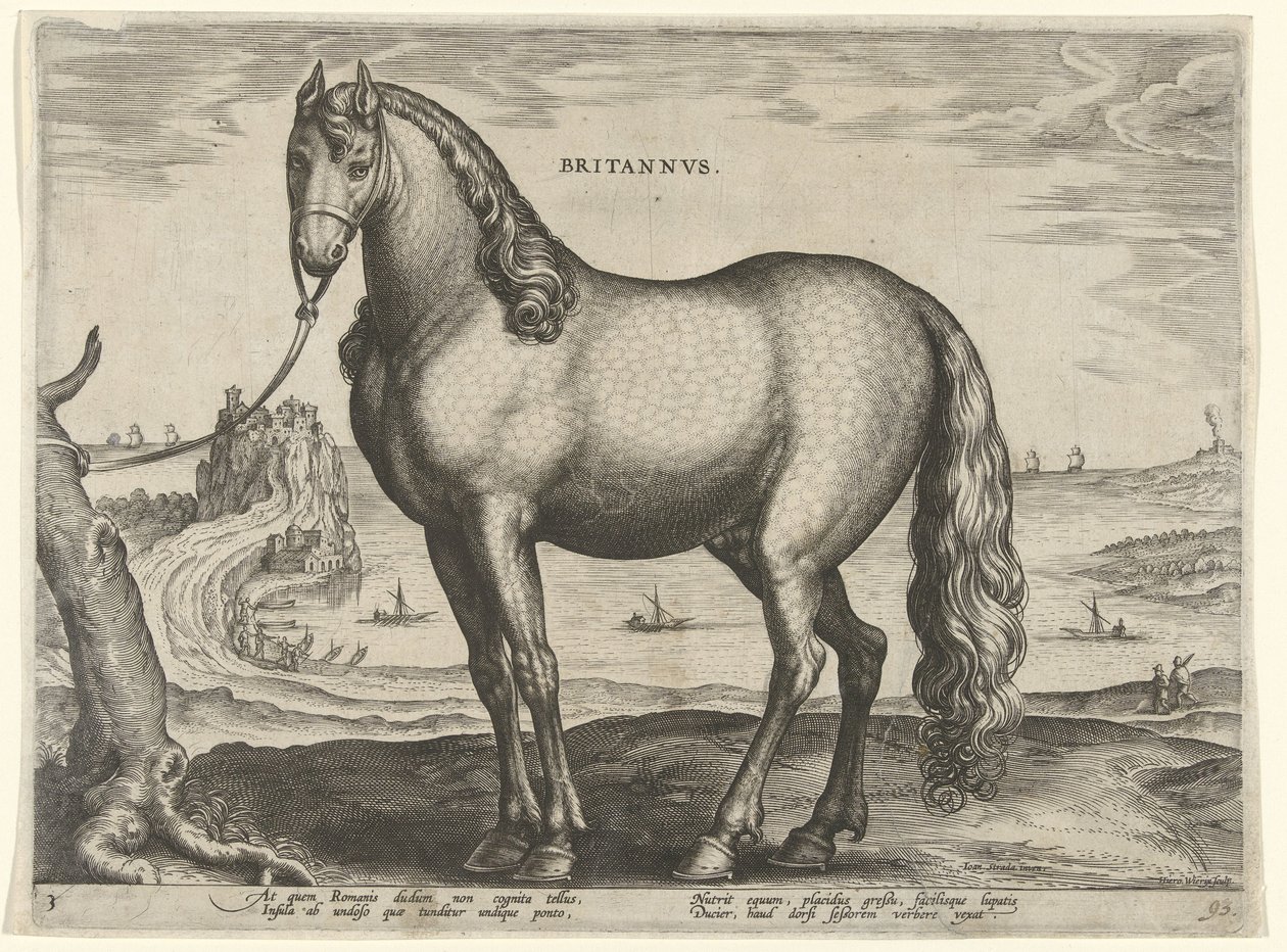 Hest fra Bretagne (Brittanus) Britannvs (tittel på objekt) Hesteraser fra Royal Stables of Don Juan of Austria (serietittel) Equile Ioannis Austriaci Caroli (serietittel) av Hieronymus Wierix