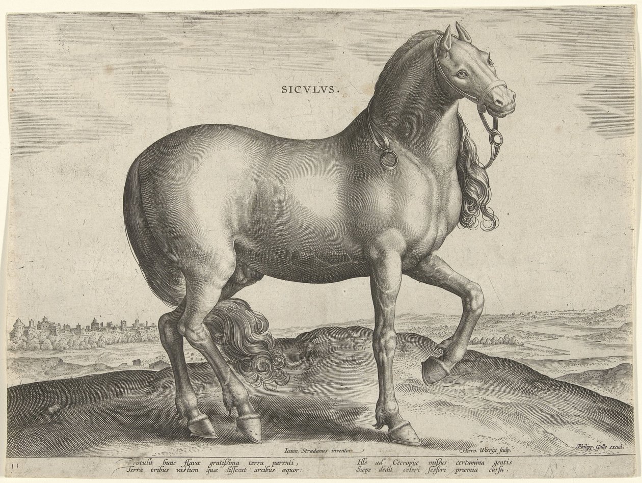 Hest fra Sicilia (Siculus) Sicvlvs (tittel på objekt) Hesteraser fra den kongelige stallen til Don Juan av Østerrike (serietittel) Equile Ioannis Austriaci Caroli (serietittel) av Hieronymus Wierix