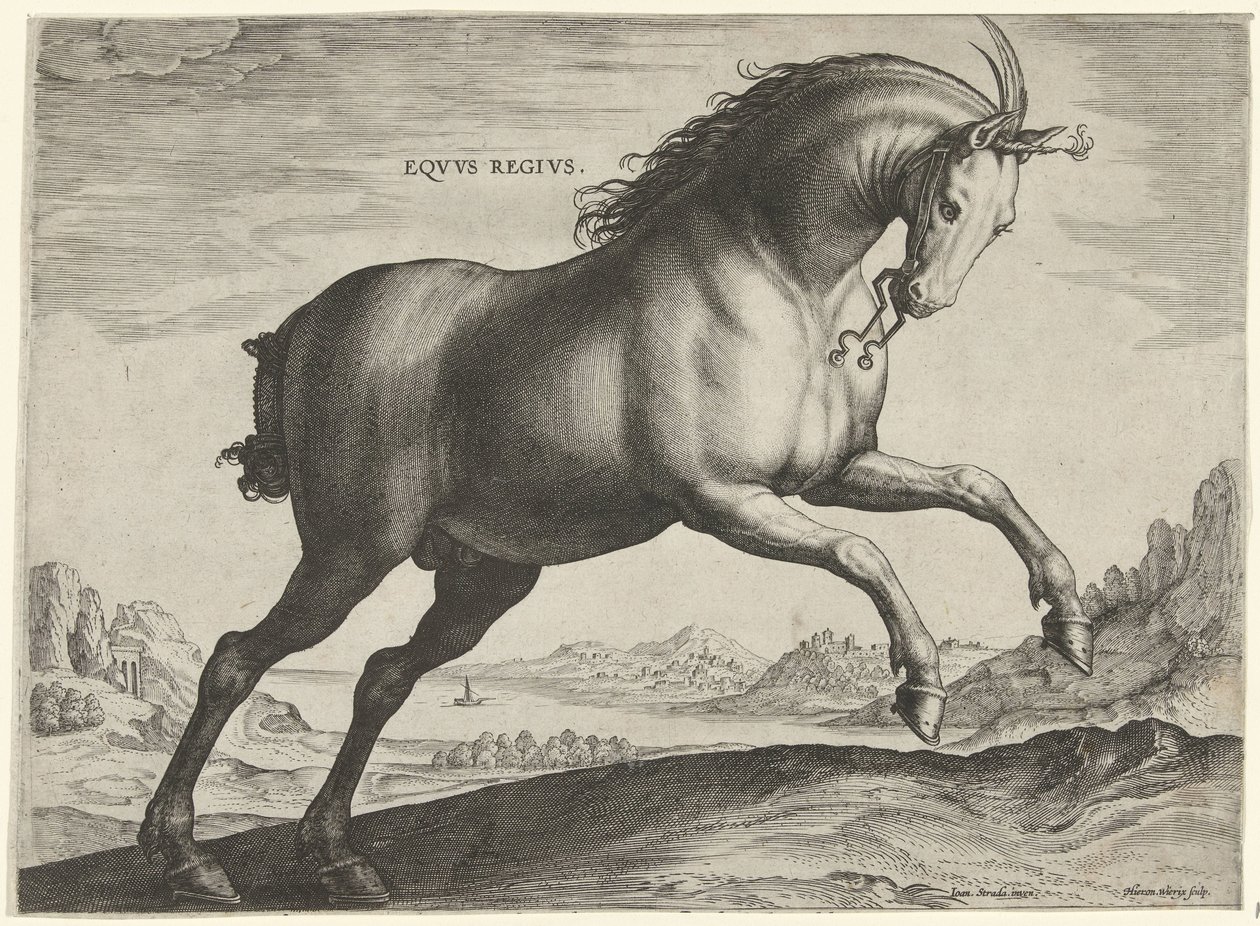 Hest av rasen Equus Regius (den kongelige) Eqvvs Regivs (tittel på objekt) Hesteraser fra Royal Stables of Don Juan of Austria (serietittel) Equile Ioannis Austriaci Caroli (serietittel) av Hieronymus Wierix