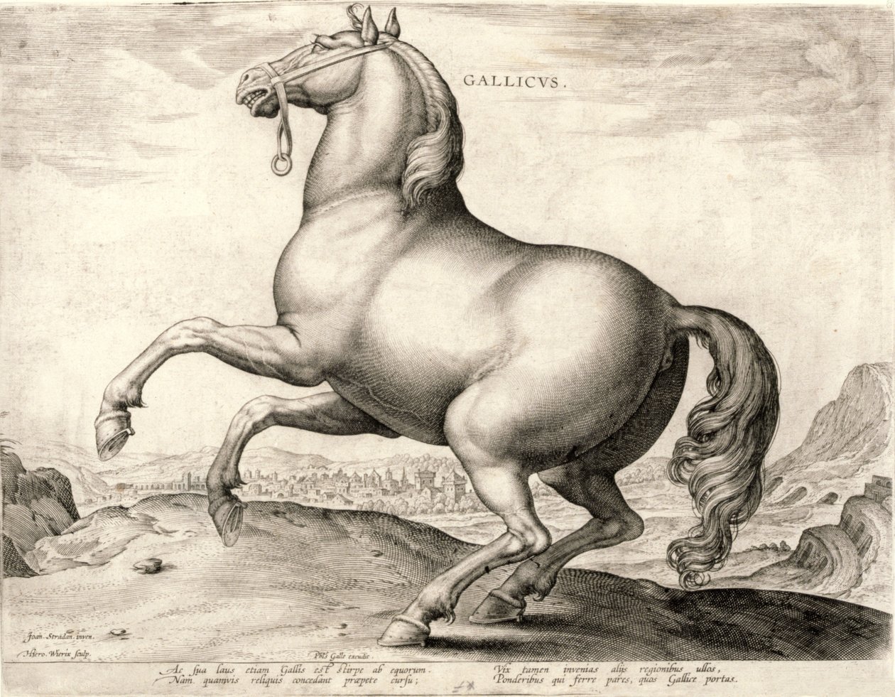Gallicus fra serien Hester fra stallen til Don Juan av Østerrike (gravering på vev) av Hieronymus or Jerome Wierix