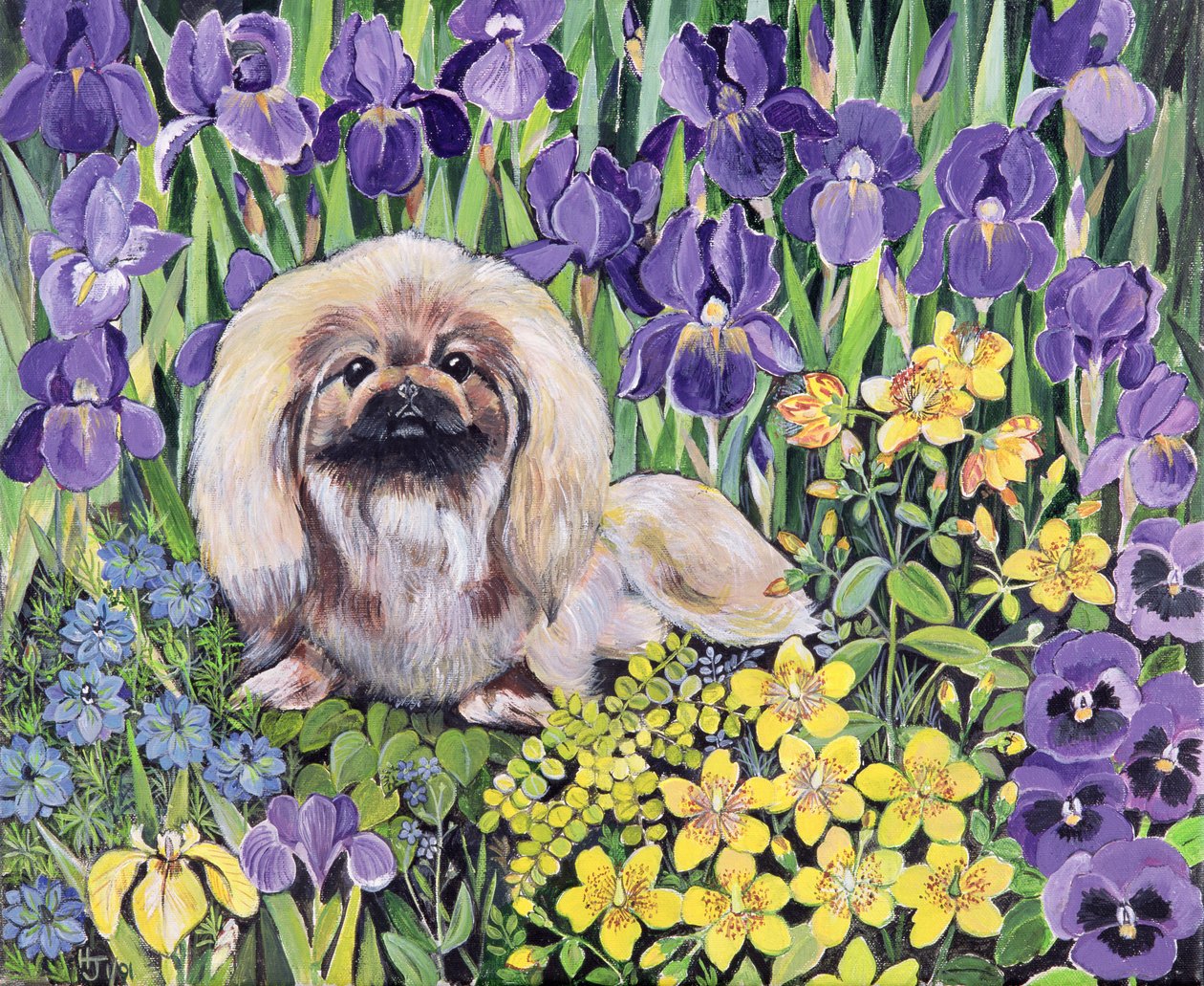 Peke i blomsterbedet (akryl på lerret) av Hilary Jones