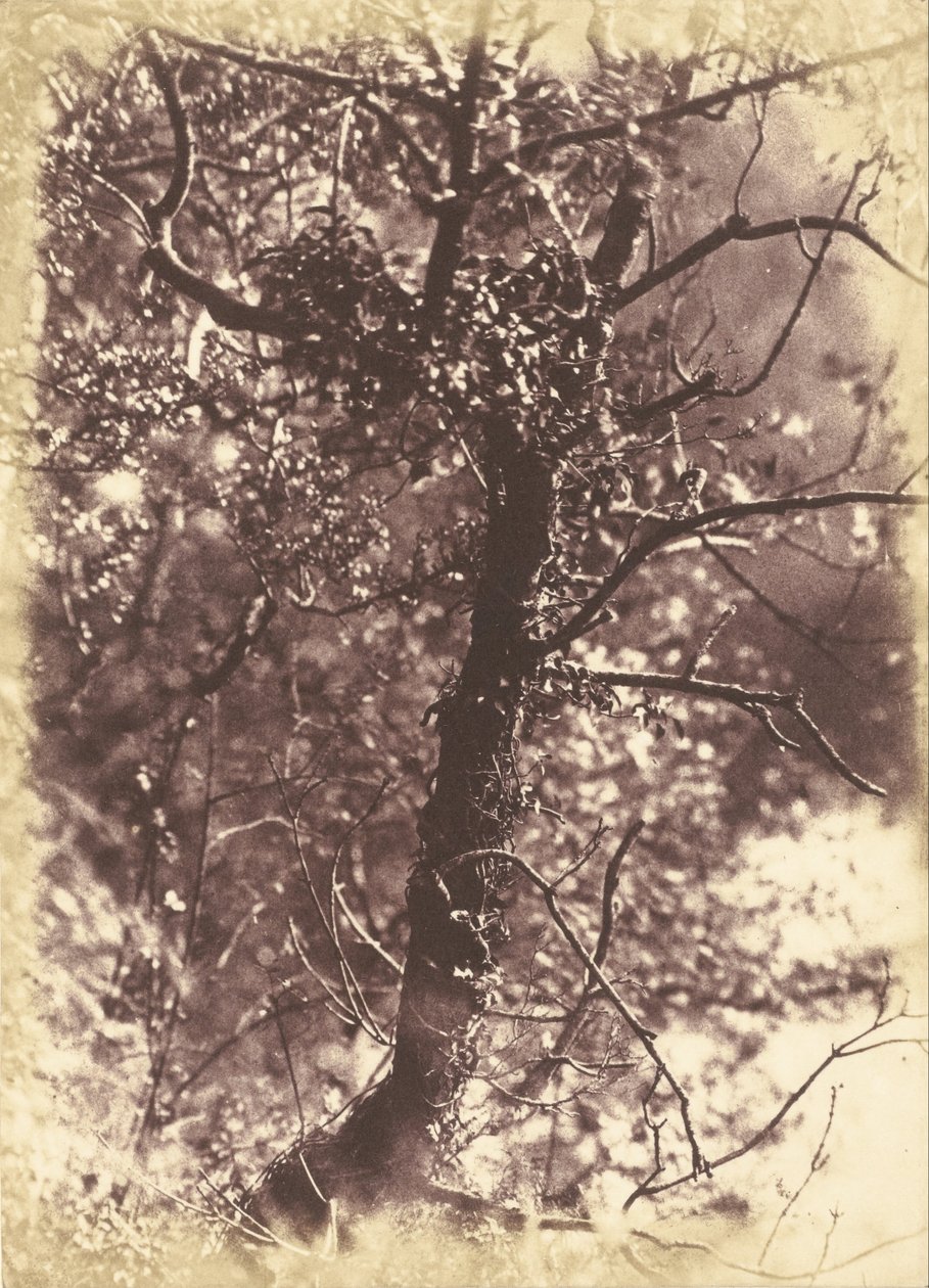 Ivy dekket tree_at Colinton av Hill and Adamson