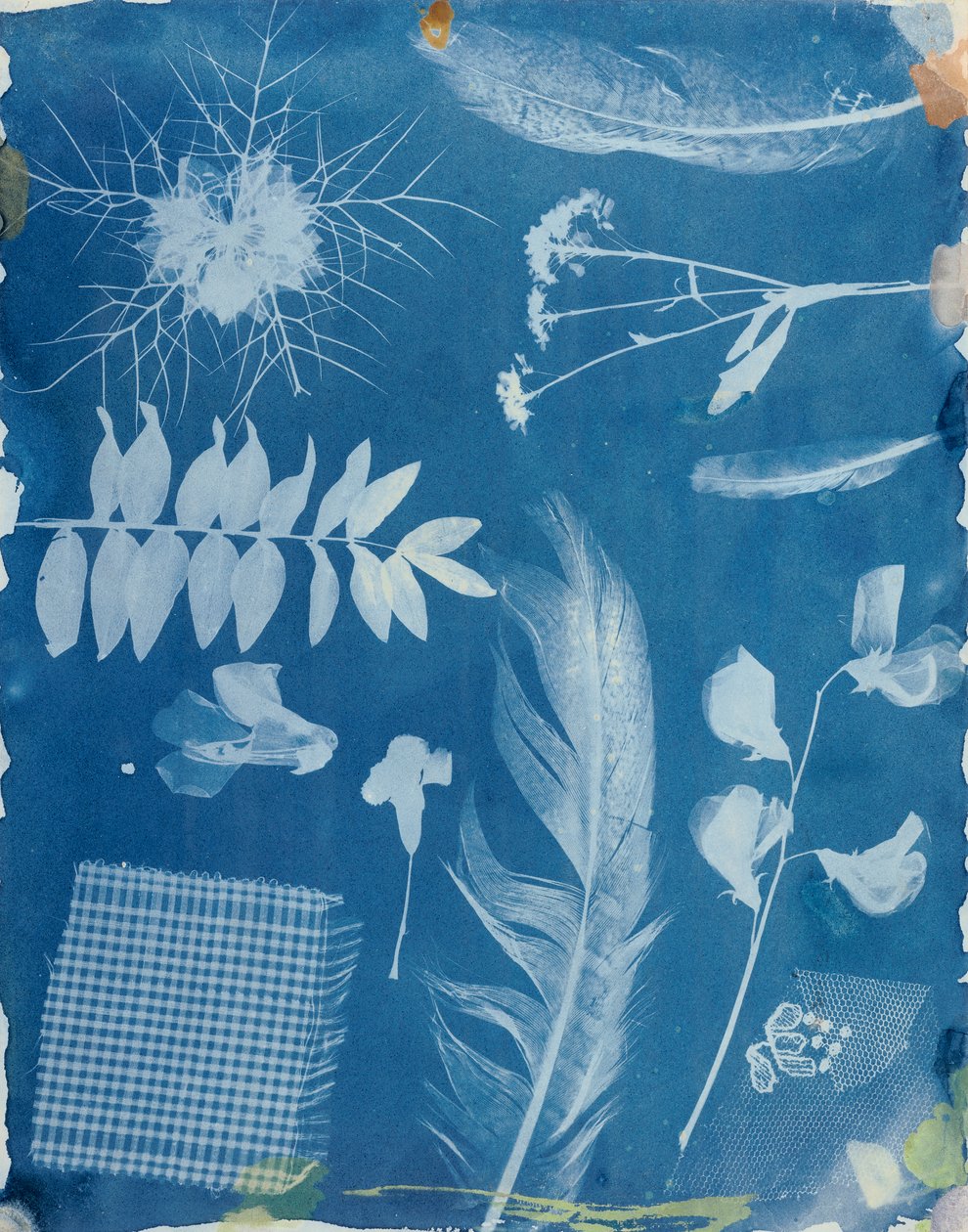 Planteprøver av Bayard, ca. 1842 (cyanotype) av Hippolyte Bayard