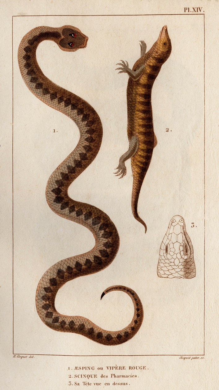 Aesping eller Red Vipere, Skink fra apotek, hodet hans sett ovenfor.» Fauna des Mdecins eller historien om dyr og deres produkter av Hippolyte Cloquet" - Bind 6 - 1825. av Hippolyte Cloquet