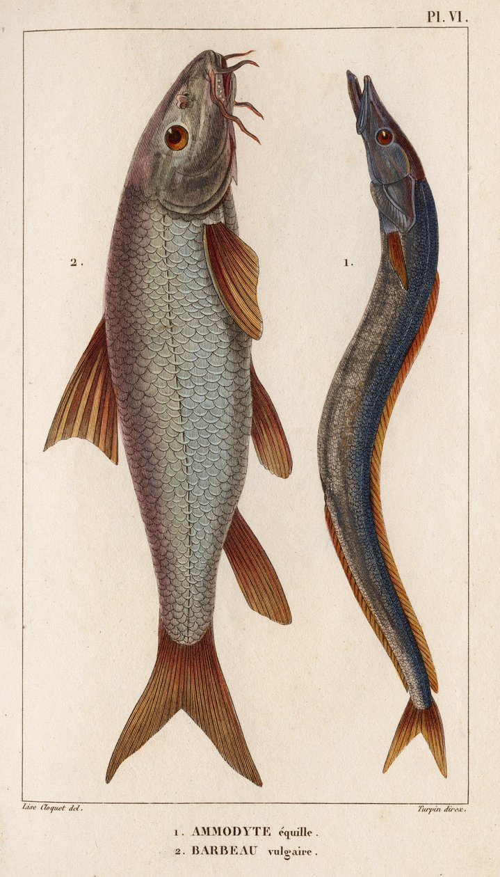 Ammodyte equille og vulgær Barbeau." "Fauna des Mdecins eller historien om dyr og deres produkter av Hippolyte Cloquet" - Bind 6 - 1825. av Hippolyte Cloquet